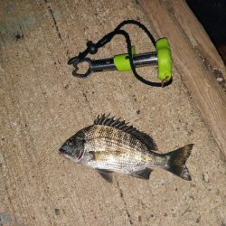 久し振りの大物