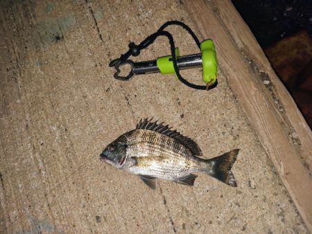 久し振りの大物