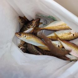 今年初の船釣りは沢山釣れた