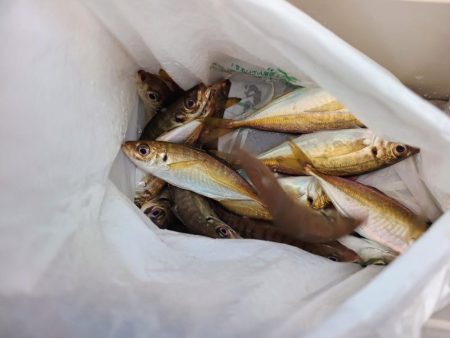 今年初の船釣りは沢山釣れた