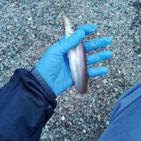 キスサイズ更新