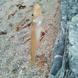 キス釣り〜ワラシベ長者的な…