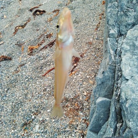 キス釣り〜ワラシベ長者的な…