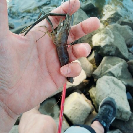海老釣りで避暑