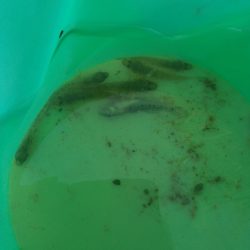 デキハゼ調査その2