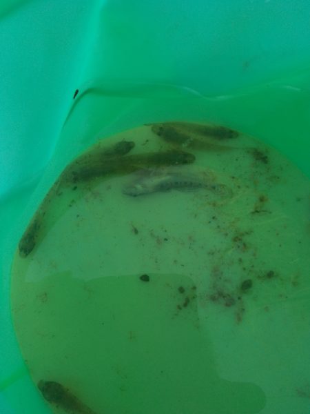 デキハゼ調査その2