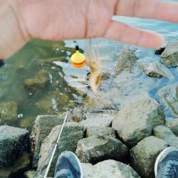 手長エビ釣り