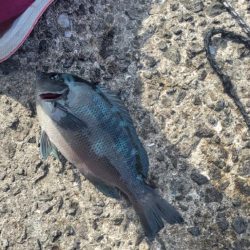 ホームでフカセ