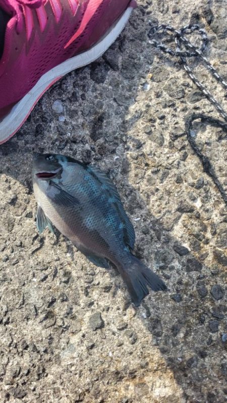 ホームでフカセ