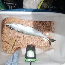 ギガ混じりのサバ大発生中