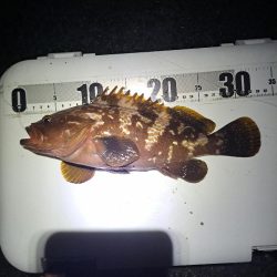 癖になる鈴の音