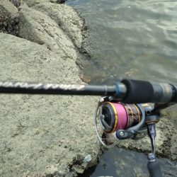 チヌトップ開幕