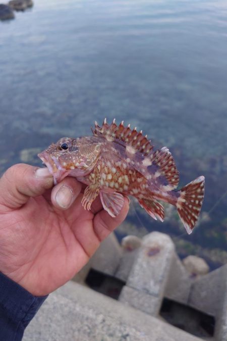 久しぶりのロックフィッシュ