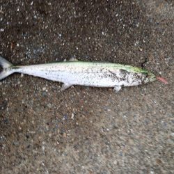 雨上がり短時間勝負