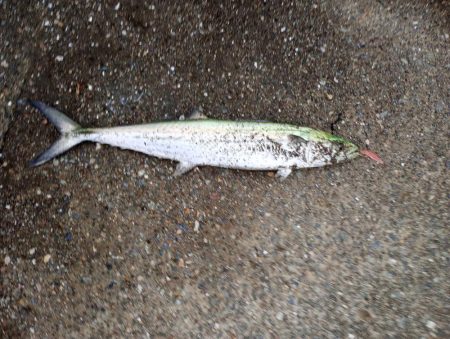 雨上がり短時間勝負