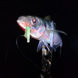 遠距離サーフアジング。