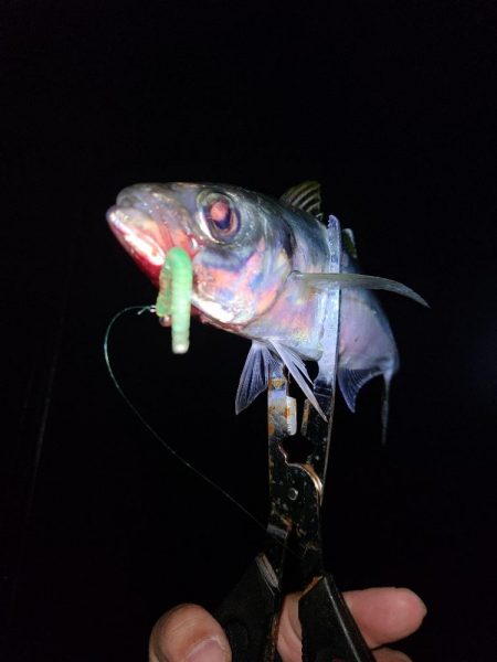 遠距離サーフアジング。