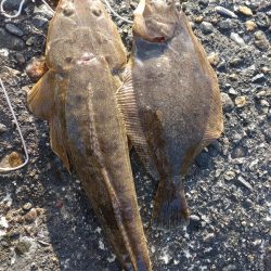 ヒラメ、マゴチ