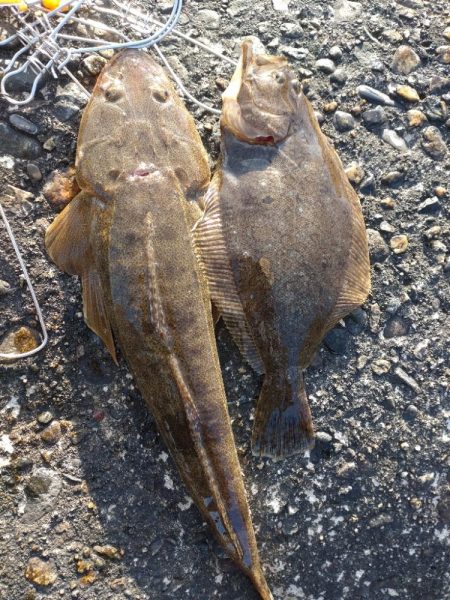 ヒラメ、マゴチ