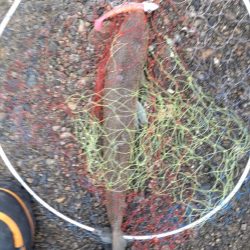 マゴチ1匹、エソ1匹