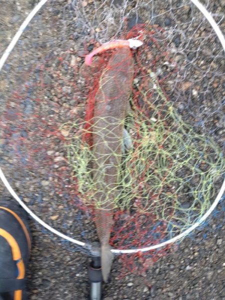 マゴチ1匹、エソ1匹