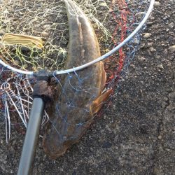 マゴチ1匹、ヒラメバラシ2匹(お)