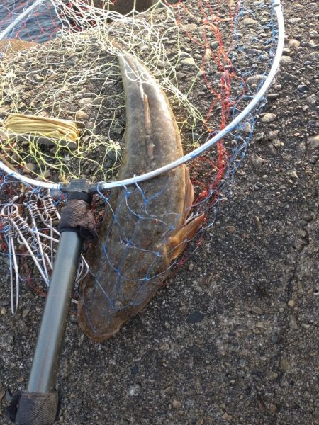 マゴチ1匹、ヒラメバラシ2匹（お）