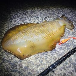 イカのウキ釣りに挑戦!