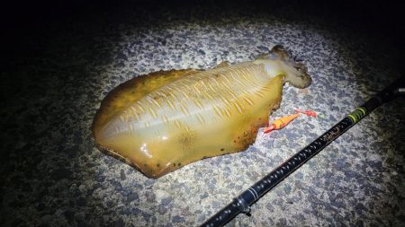 イカのウキ釣りに挑戦！