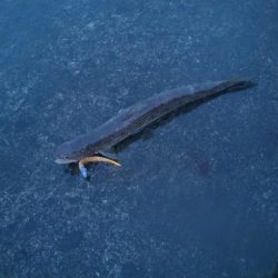 エソしか釣れない…