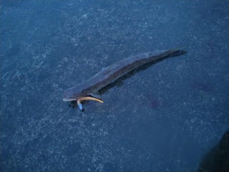 エソしか釣れない…