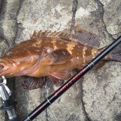 ロックショアでモンスター