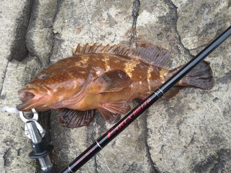 ロックショアでモンスター