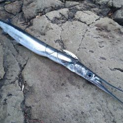 一応、青物っす…