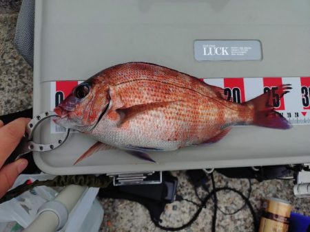 真鯛狙いのカゴ釣り🎣