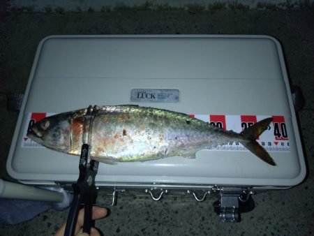 昨日のリベンジ釣行🎣