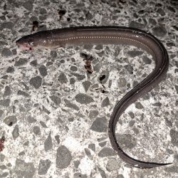 初夏のごん太アナゴ