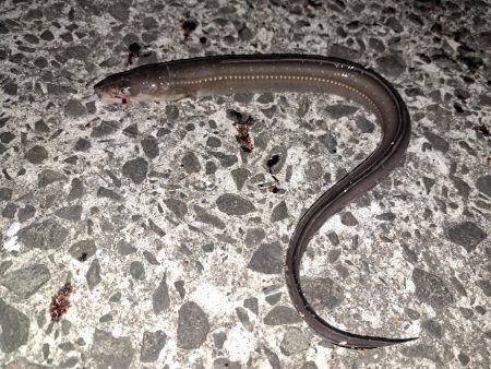 初夏のごん太アナゴ