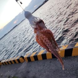 今期初タコ🐙