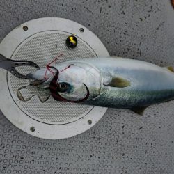 今季初のライトジギング&タイラバ