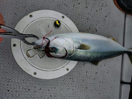 今季初のライトジギング&タイラバ