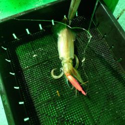 今季初のイカメタル