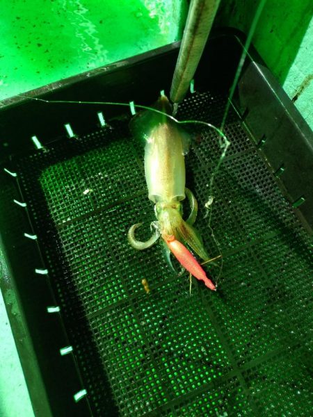 今季初のイカメタル