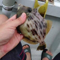 激渋カワハギからのサビキで鯛