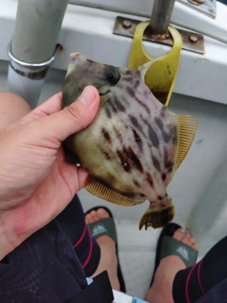 激渋カワハギからのサビキで鯛