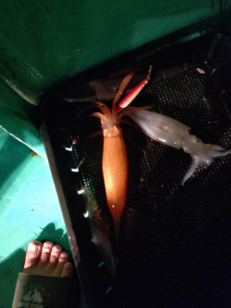 浜田沖でのイカメタル