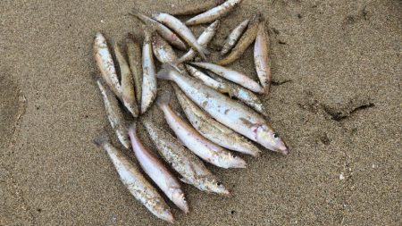 京都府舞鶴キス釣り