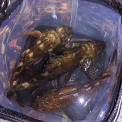 新ルアーでガシラ