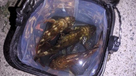 新ルアーでガシラ