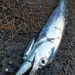 濁り潮の夕マヅメ